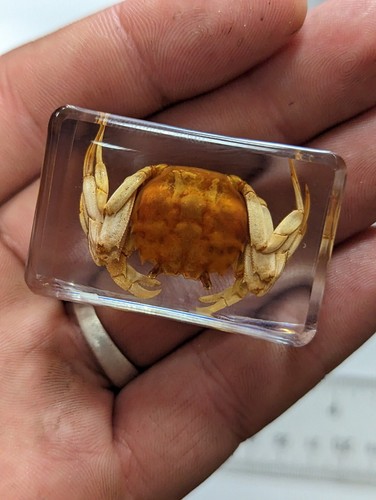 Mitten handed crab - handed, preserved