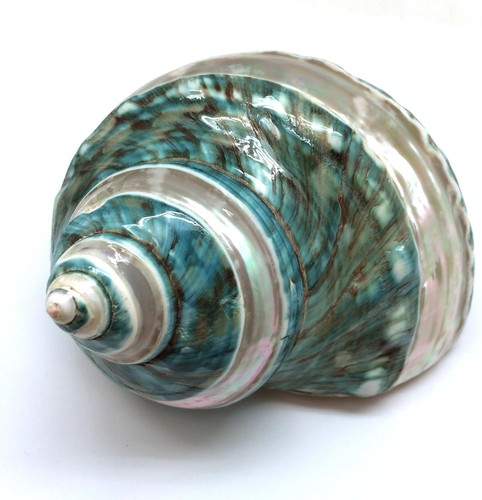 Banded jade turbo - turbo, sea